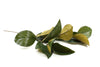 Magnolia Leaf Spray Green Brown 76cm