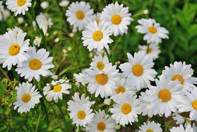 7 Allergy-Causing Flowers to Avoid