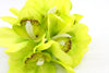 Orchid Cymbidium Bunch Green Real Touch 25cm