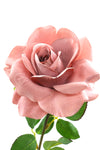 Rose Full Bloom Victorian Open Flower Brown Pink 60cm