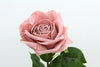 Rose Clara Dusty Pink Real Touch 60cm