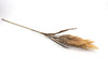 Plume Pampas Artificial Stem -  Thick full head - Natural Coffee 83cm