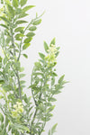Wattle Leaf  Artificial Flower Spray - Cream Green 74cm