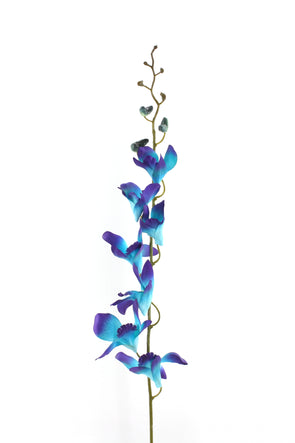 Singapore Dendrobium Orchid Galaxy Blue 73cm