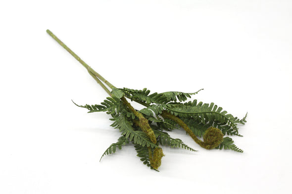 Dragon Fern Bush - Small 30cm