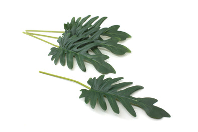 Philodendron Xanadu Leaf Small - Green 33cm - Pack of 3