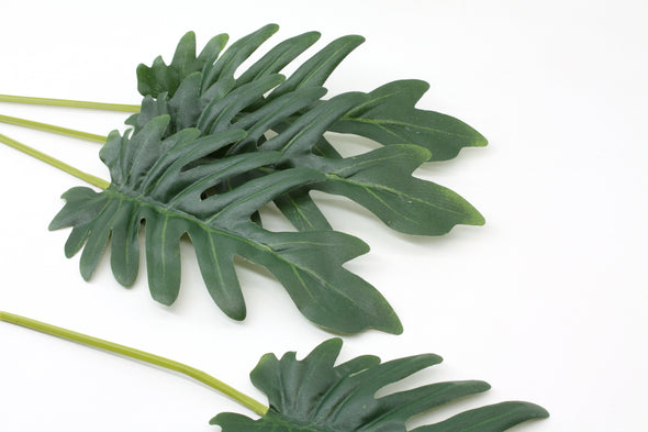 Philodendron Xanadu Leaf Small - Green 33cm - Pack of 3