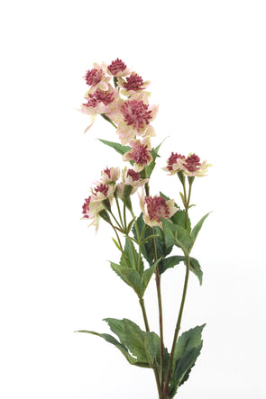 Astrantia Artificial Flower Spray - Pink Green 49cm