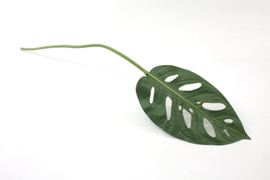 Monstera Obliqua Leaf Green - Real Touch 56cm