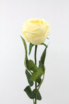 Rose David Austin Early Bloom Artificial Flower - Cream Real Touch 69cm