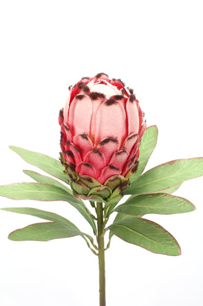 Large Pink Red Protea