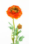 Ranunculus Orange 50cm