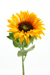 Single Medium Sunflower Yellow 70cm