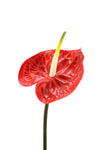 Anthurium Large Artificial Flower Stem - Red 68cm Real Touch