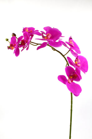 Phalaenopsis Orchid Spray Cerise 100cm Real Touch