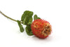 Banksia Coccinea Artificial Flower - Red 61cm