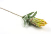 realistic native protea flower stem