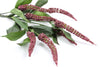 Cascara Berry Artificial Flower Spray - Burgundy