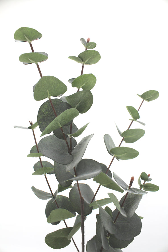Eucalyptus Silver Dollar Native Artificial Flower Foliage - Dark Green 86cm