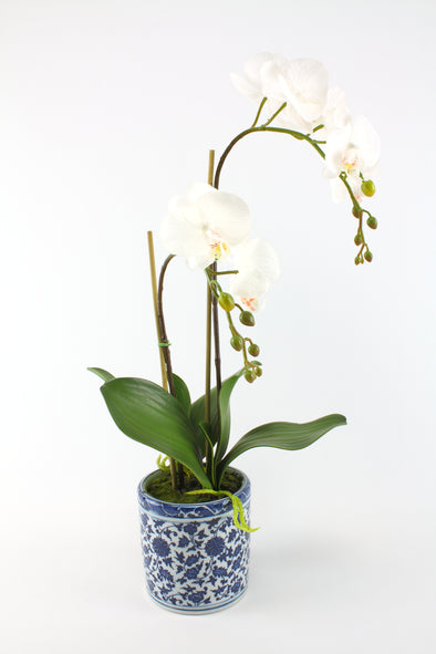 White Phalaenopsis Orchid Artificial Flower Arrangement In Blue & White Cylinder Dynasty Pot - Medium 2 Stem - Real Touch