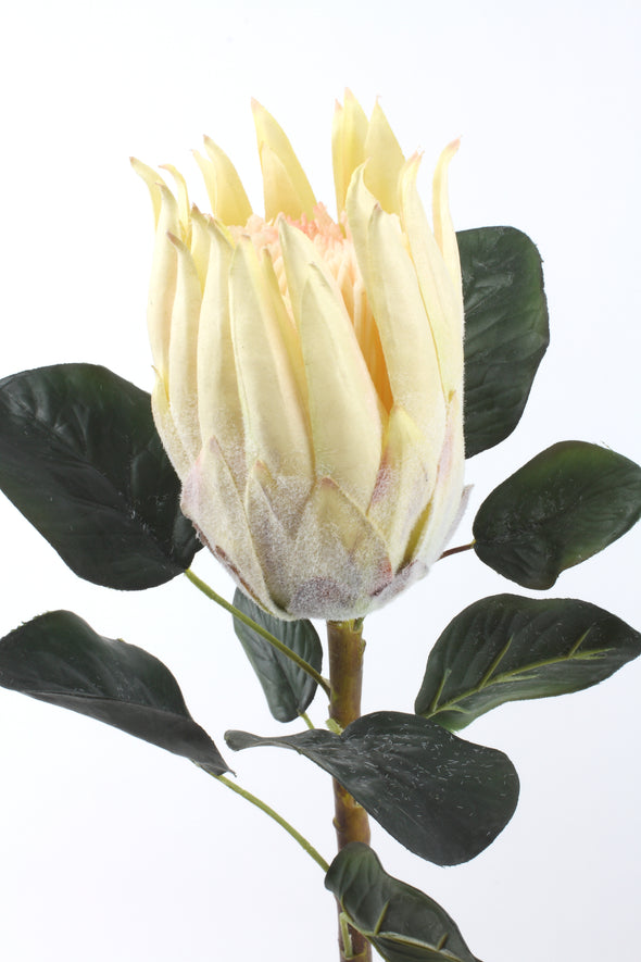 Protea Large Queen Cream Pink 62cm
