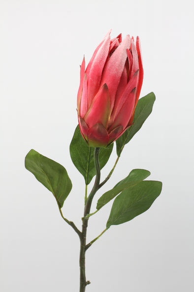 Protea Pink 66cm