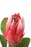 Protea Pink 66cm