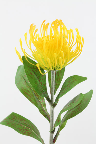 Pincushion Yellow 72cm