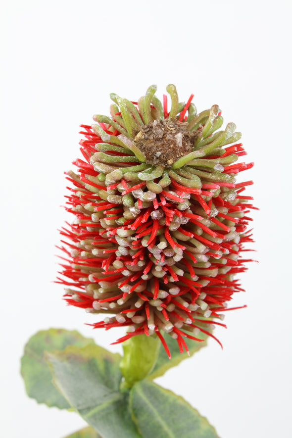 Protea Leucospermum Hybrid Banksia Artificial Flower - Red 53cm