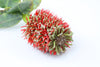 Protea Leucospermum Hybrid Banksia Artificial Flower - Red 53cm