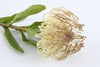Pincushion Leucospermum Artificial Flower Coffee 56cm
