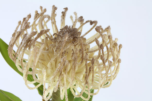 Pincushion Leucospermum Artificial Flower Coffee 56cm