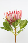 Protea King Pink 74cm