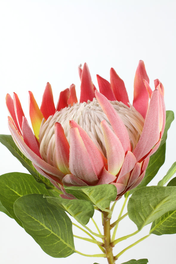 Protea King Pink 74cm