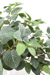 Fittonia Hanging Bush Green 52cm