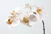 Phalaenopsis Orchid Spray  Luxe Real Touch White Latte 86cm