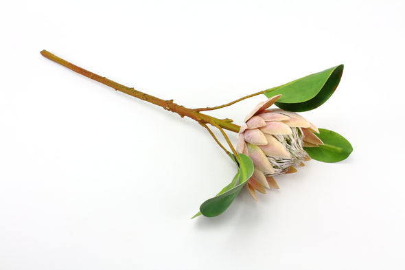 Protea Pink 50cm