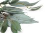 Long Leaf Eucalyptus Gum Spray Grey Green 72cm