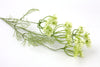 Queen Anne Lace (Field Flower) Green White 76cm